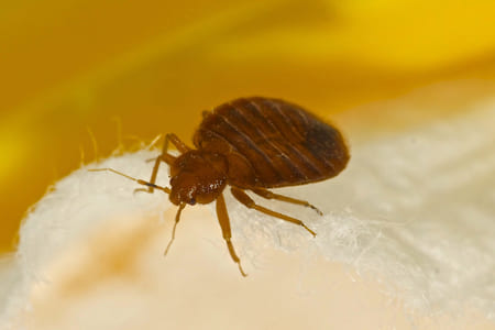 Dealing With Bed Bugs In Multi-Unit Buildings